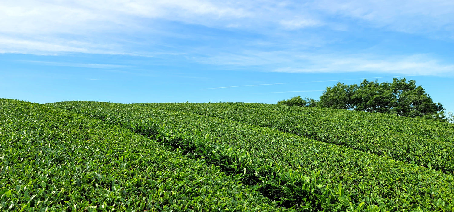 🌿Why Our Uji Matcha Comes from a Single Spring Harvest
