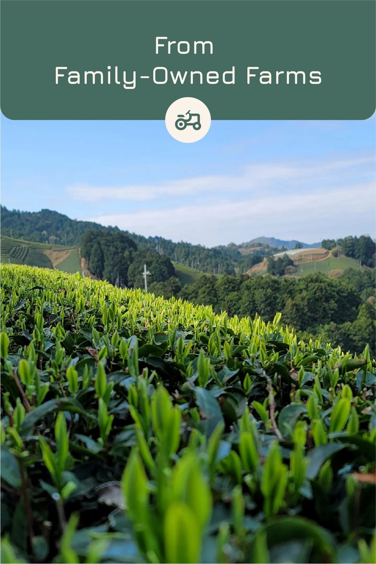 🌿 From the Hills of Uji and Shizuoka: Where Our Matcha Comes From