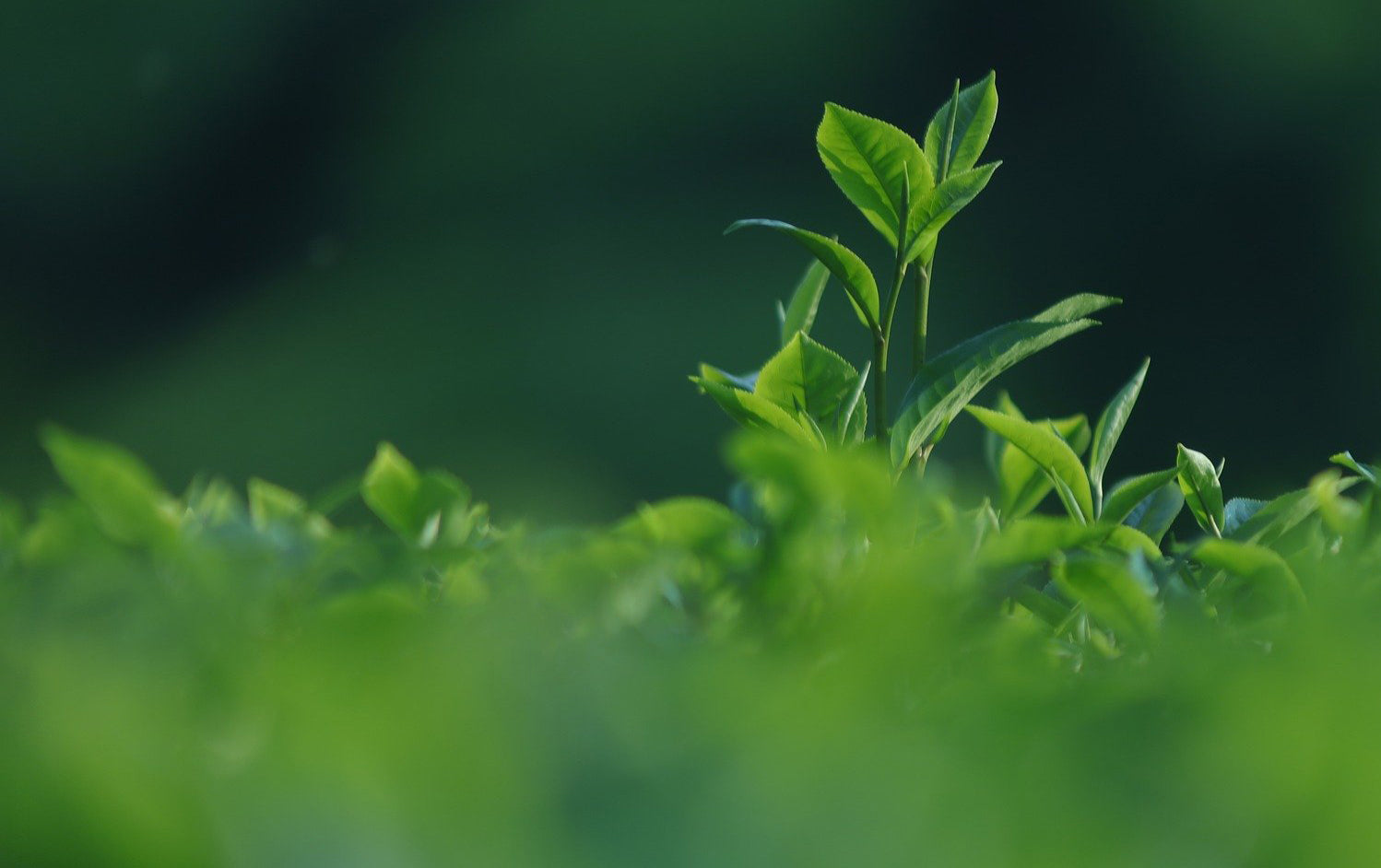Organic Japanese Matcha Tea